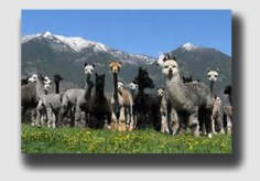 Alpacas