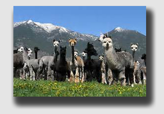 Alpacas