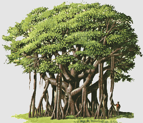 Banyan