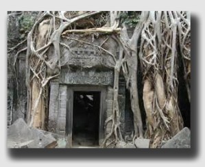 Encroaching tree roots and branches can sometimes be unsightly