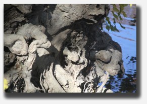 Cottonwoods are known for their intricate and aggressive root systems