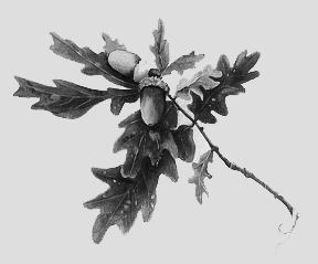 Little trees don't stay little