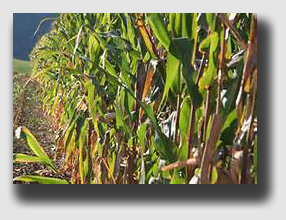 In the Midwest, farmer plant corn to the corners - good yields, but lousy sightlines