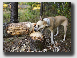 McCammon's excuse - the dog chewed off the boughs - didn't cut it with the jury.