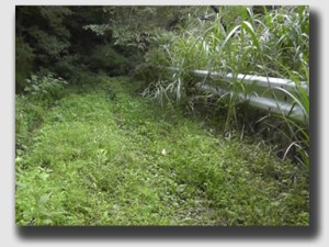 The road not taken ... and ultimately abandoned ...