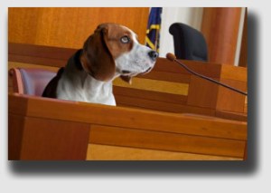 Trying to sniff out a missing witness