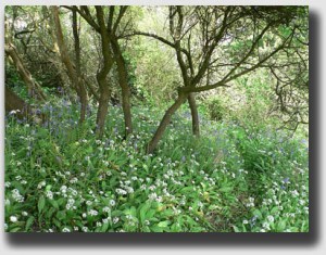 The incorporeal hereditament not taken ... as Robert Frost might have said.