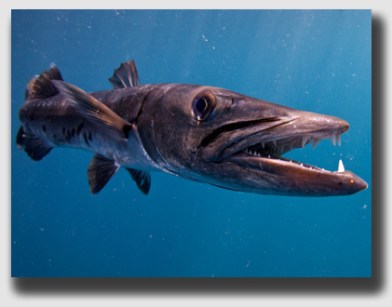 A barricuda in one of its habitats - the other is a courtroom.