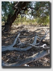 Mr. Bishop's white oak dropped branches with regularity.
