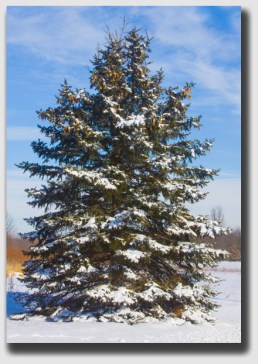 A lone pine ... but not in Lone Pine, California.