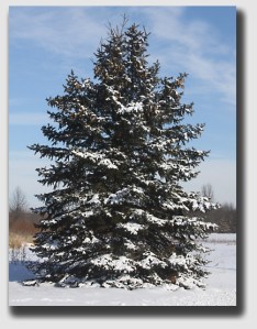 This is not the pine tree in question, but it's a reasonable facsimile of the same.