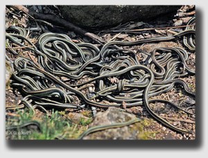 A few too many snakes? The Ledford's lawyer courted procedural trouble.