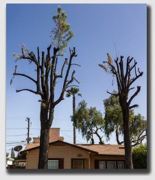When trimmed too vigorously, trees can become less aesthetically pleasing.