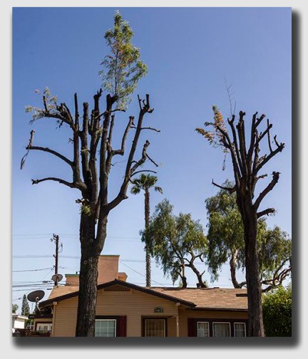 When trimmed too vigorously, trees can become less aesthetically pleasing.