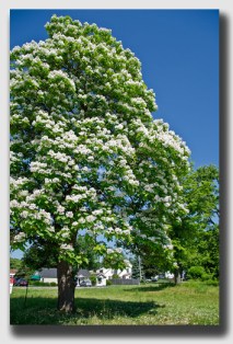 A catalpa -beloved by fisherman and fowl - but not by Rick Meyers.