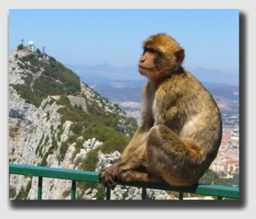 A monkey on Gibraltar ... but no monkeyshines at Gibralter Fire & Marine Insurance - the company wanted Mr. Griefield to pay.