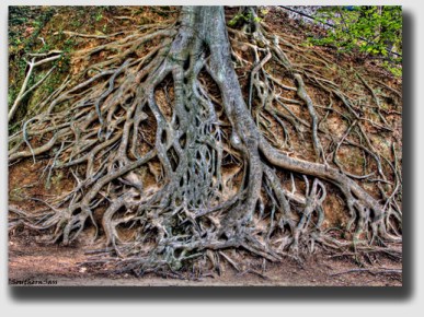 Superior should have trimmed the exposed roots, Colleen said, whether the contract said it should or not ...