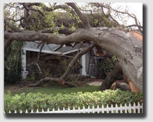 Sure Ms. Lewis's house was crushed ... but gravity did not turn the healthy tree that toppled onto her roof into a nuisance.
