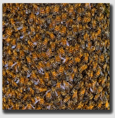 How many bees? Literally thousands ...