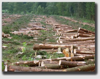 Imagine the Walls' surprise ...