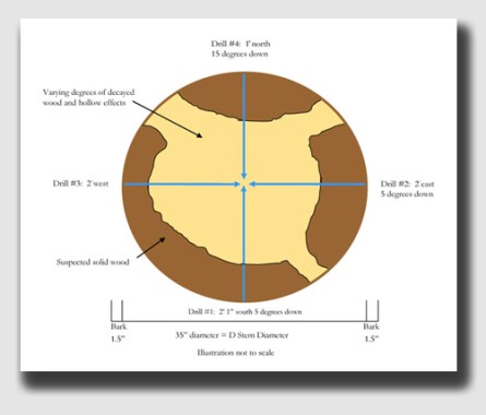 A diagram of one modern method of measuring a tree's decay. Elouise had any number of options - some cheap, some costly, some old school, some high-tech - for verifying the health of her big old oak.