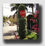 The sign, it turned out, was covered with kudzu ... 