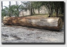 And just how big was the log?