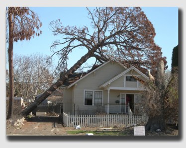 Crunch. And after the tree falls, the insurance company adds insult to injury.