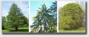 Alder, Hemlock and Big Leaf Maple - the "bad boys" of danger trees.