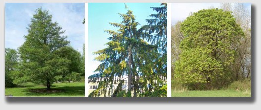 Alder, Hemlock and Big Leaf Maple - the "bad boys" of danger trees.