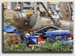 If the dead tree falls n a car, watch the scramble to avoid liability begin ...