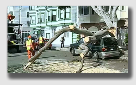Trees falling on vehicles never work out well for the vehicle.