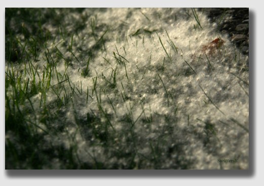 It's beginning to look a lot like Christmas ...except it's June, and the cottonwood is shedding cotton like a plantation in a tornado.