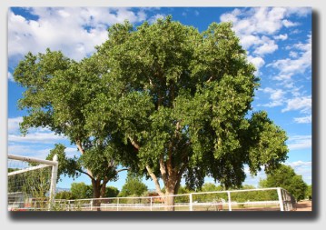 Fast growing ... and messy as a 3-year old ...