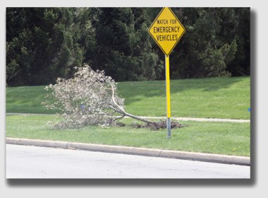 Sometimes, the trees fall even when they're staked and guyed in place ... like this poor thing, which toppled after a careering drunk hit it.