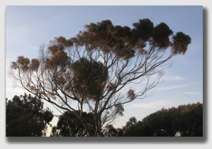 "But I can't see the Pacific!" A tree probably feels better about being sacrificed for an ocean view when its cutting results in a $1 million plus payday for lawyers.