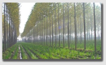 Mr. Duell owned a lot of trees ...