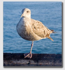 Did that plaintiff ever have gall ... or gull ... or cojones or something...