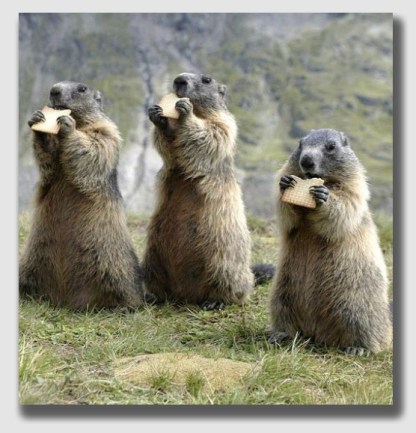 Cute ... but varmints