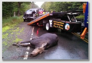 Moose River isused to different day-to-day hazards than steps without handrails.