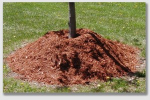 The "tree volcano" ... pile dirt around the base, and suffocate the sapling.