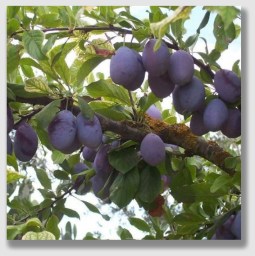 The plum tree was very severely pruned.