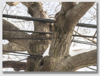 Hard to believe the trees can interfere with the wires.