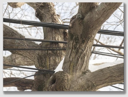 Hard to believe the trees can interfere with the wires.