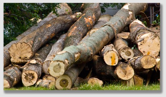 It's he present-day value of the commercial timber that matters.