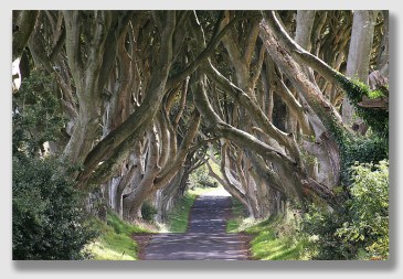 Mr. Paredes claimed the trees were too close to the road ...