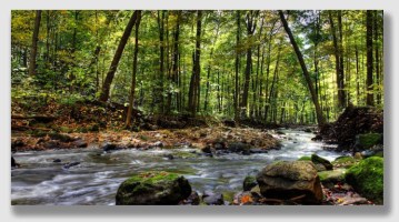 Some might argue that maintaining the forest as a carbon sink was a worthwhile social purpose