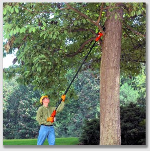 Proper use of a polesaw ... which did't happen in today's case.