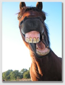 Think how much litigation a talking horse might have saved ...