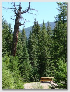 Some hazard trees are easier to spot than others ...